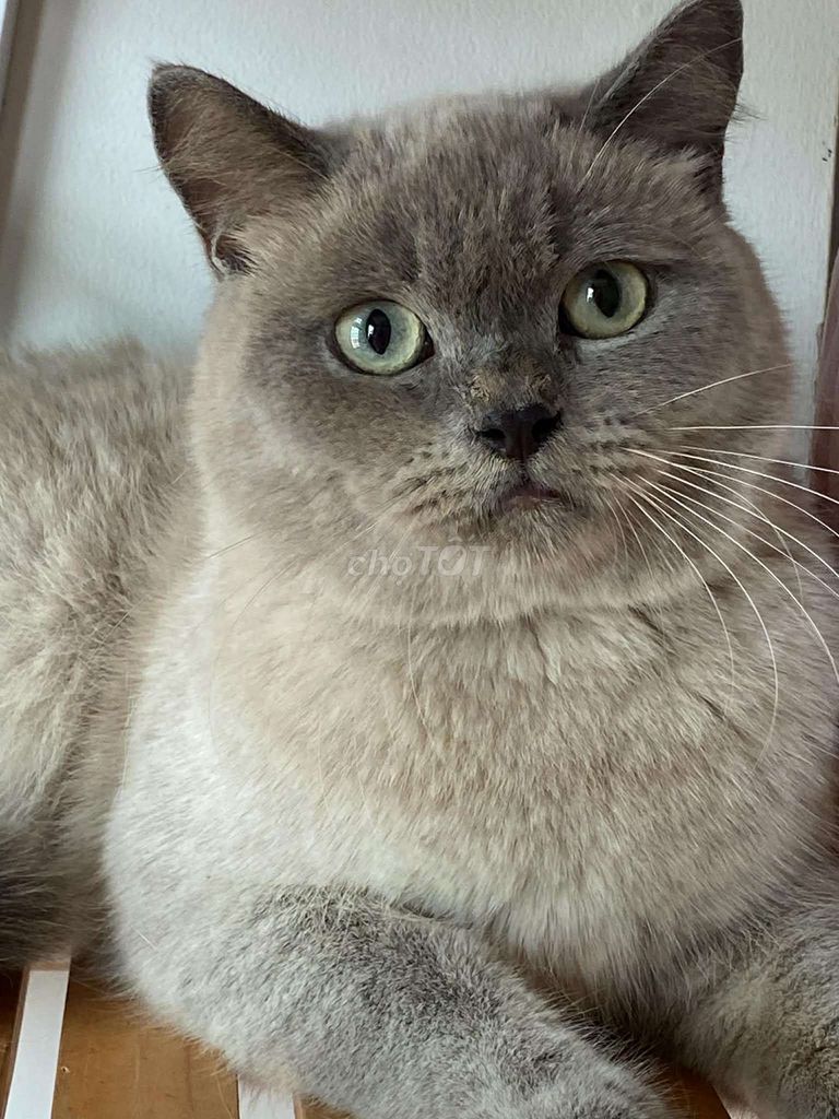 Mèo Anh lông ngắn đực hyma 10 tháng. Mua bán Mèo tại Quận 8 Tp Hồ Chí Minh được đăng bởi Thanh thúy hình 1