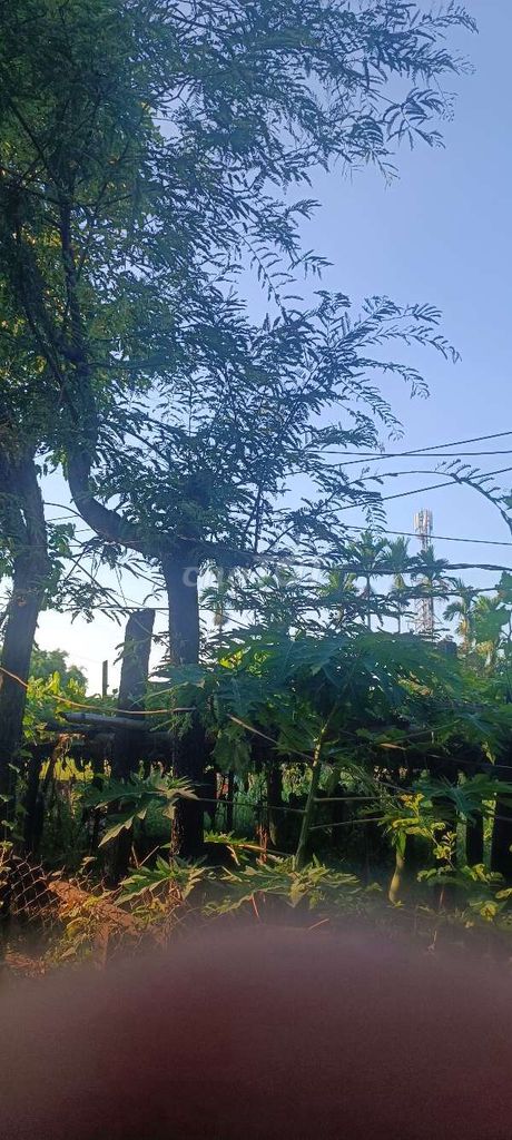 Cây me đã ra trái khỏe mạnh. Mua bán Cây cảnh, đồ trang trí tại Quận Cẩm Lệ Đà Nẵng được đăng bởi linh hình 1