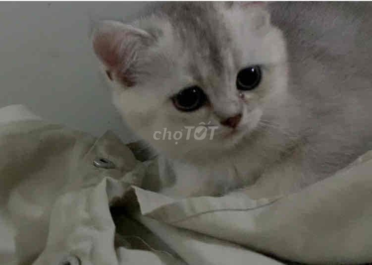 Mèo Anh lông ngắn đực cái. Mua bán Mèo tại Quận Bình Tân Tp Hồ Chí Minh được đăng bởi Tên chưa cung cấp hình 1