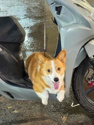 Chó Corgi đực hơn 1 tuổi