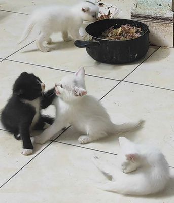Mèo con Trắng Đen Cả hai