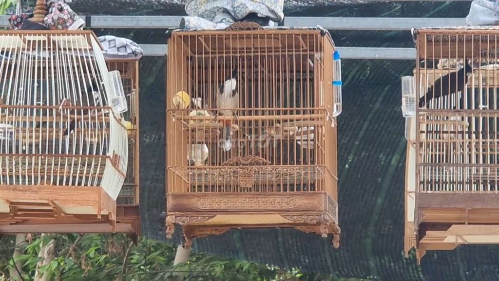 Lồng chim gỗ vuông trạm khắc  cả bộ. Mua bán Phụ kiện, Thức ăn, Dịch vụ tại Huyện Trảng Bom Đồng Nai được đăng bởi omene hình 1