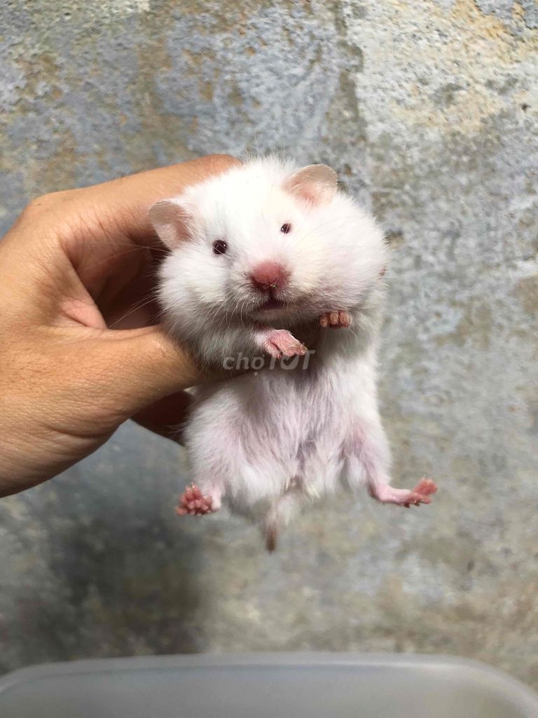 Chuột Hamster Bear xù lai tạng Trắng. Mua bán Thú cưng khác tại Quận Bình Tân Tp Hồ Chí Minh được đăng bởi Ở trọ bày đặt bán chụtt hình 1