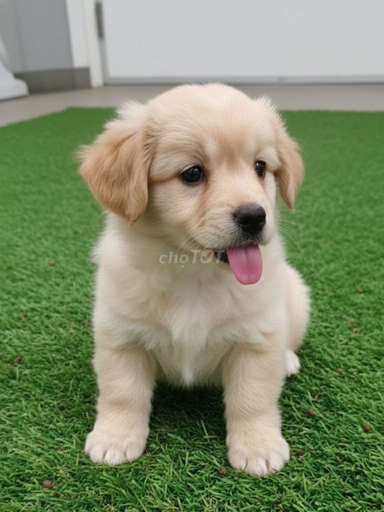 Golden F1 vàng mơ siêu đẹp đã tiêm có sổ BH đầy đủ. Mua bán Chó tại Quận 12 Tp Hồ Chí Minh được đăng bởi Thi Thi hình 1