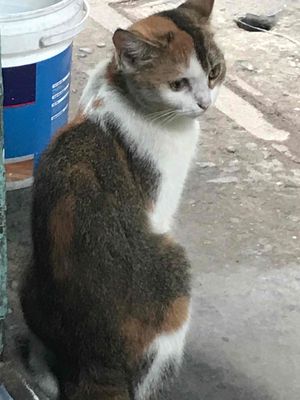 thanh lý mèo anh lông ngắn tam thể. Mua bán Mèo tại Quận 11 Tp Hồ Chí Minh được đăng bởi THANH TÙNG