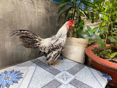 gà tre bắc. Mua bán Gà tại Quận 6 Tp Hồ Chí Minh được đăng bởi Công 