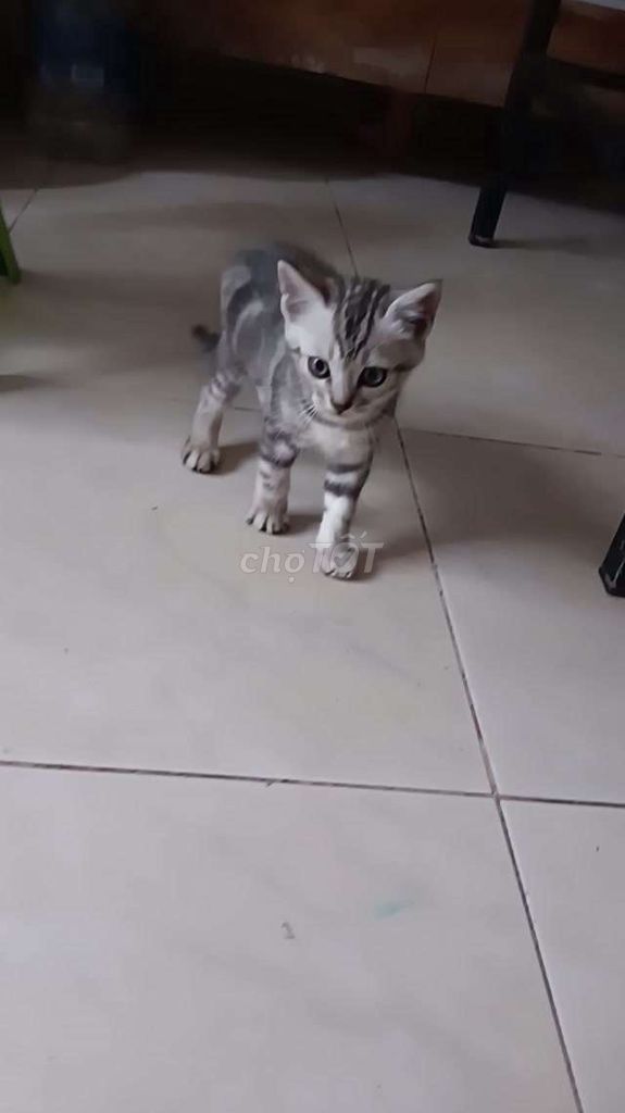 Mèo Anh lông ngắn con màu xám sọc. Mua bán Mèo tại Quận Gò Vấp Tp Hồ Chí Minh được đăng bởi Vu Nguyên hình 4