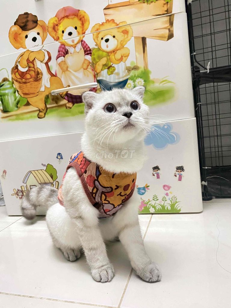 đực chân lùn , cái chân dài. Mua bán Mèo tại Quận Bình Thuỷ Cần Thơ được đăng bởi Me hình 1