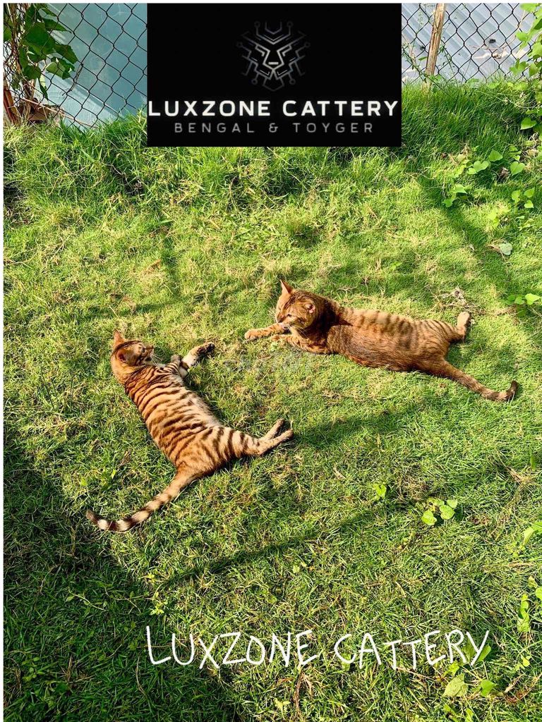 Mèo Toyger nhập khẩu. Mua bán Mèo tại Quận Gò Vấp Tp Hồ Chí Minh được đăng bởi Nguyen hình 1
