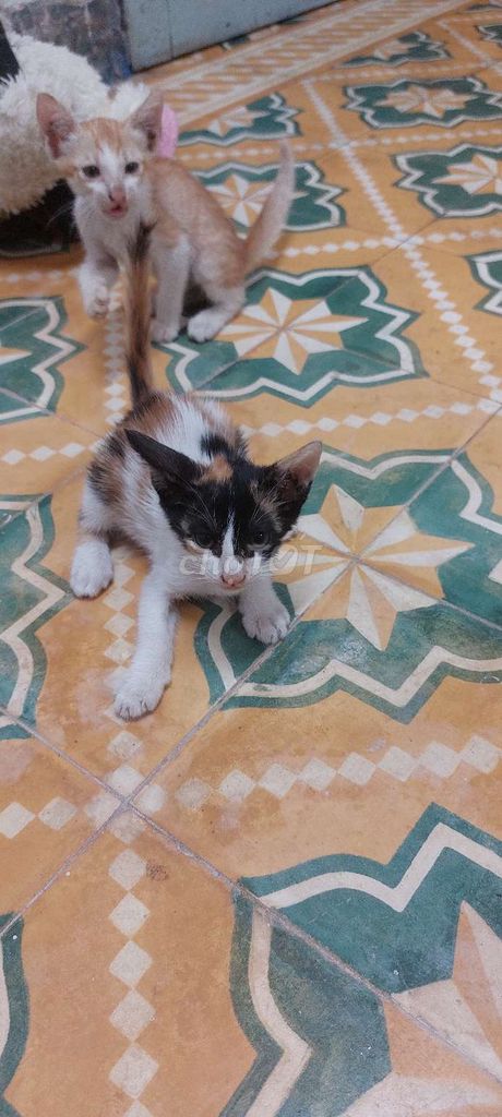 Mèo con nhiều màu. Mua bán Mèo tại Quận Sơn Trà Đà Nẵng được đăng bởi Nguyễn Mạnh Tiến hình 1