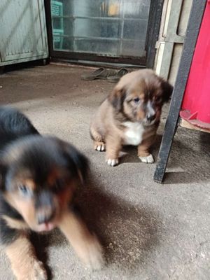 Chó lai Nhật Nâu Đen đã tiêm 5 bệnh