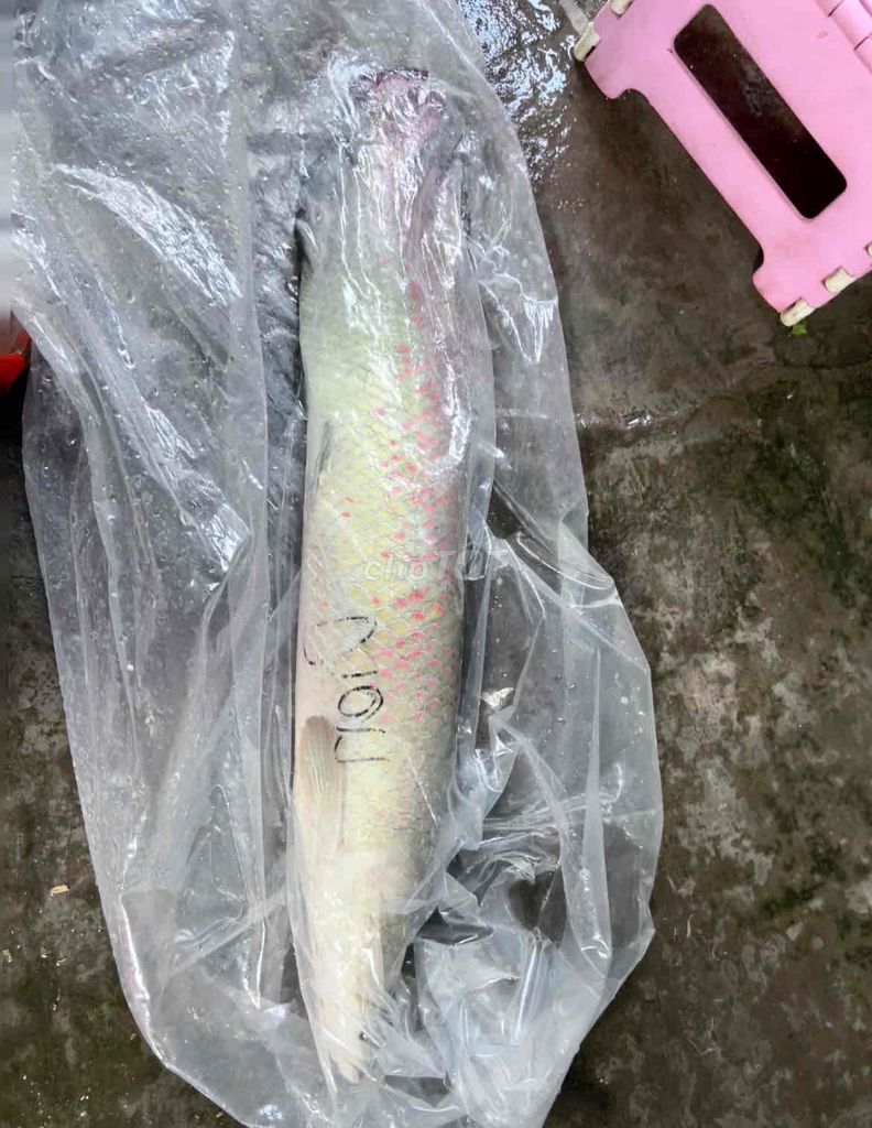 thanh lý hoặc giao lưu qua huyết long. Mua bán Thú cưng khác tại Huyện Châu Thành An Giang được đăng bởi DuyManh hình 1