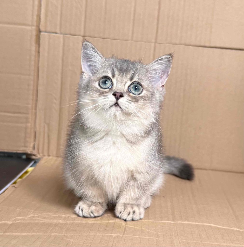 Mèo Munchkin blue golden tabby. Mua bán Mèo tại Thành phố Pleiku Gia Lai được đăng bởi hân hình 1