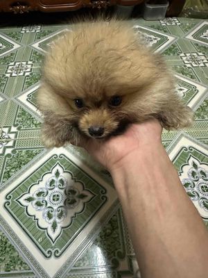 cần tìm nhà mới cho bé phốc sóc đực 3 tháng. Mua bán Chó tại Quận Long Biên Hà Nội được đăng bởi Nguyễn Tiến