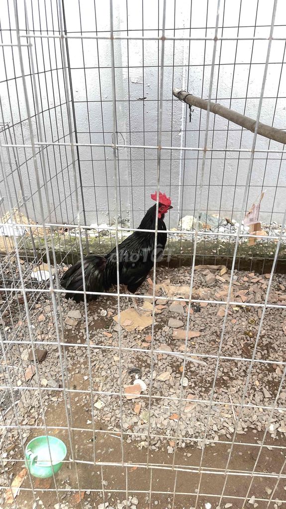 ô 3kg zin chưa qua cựa. 3 móng đen 1 móng trắng. Mua bán Gà tại Thành phố Thủ Đức Tp Hồ Chí Minh được đăng bởi Hậu hình 2