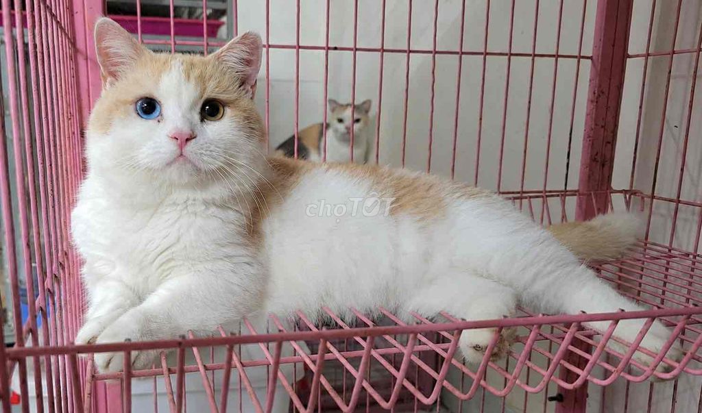 NHẬN PHỐI BIRED LÙN MẮT 2 MÀU. Mua bán Mèo tại Huyện Bình Chánh Tp Hồ Chí Minh được đăng bởi Nhà Mèo Amaris hình 1