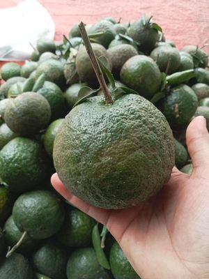 Cam Sành Vĩnh Long. Mua bán Đồ ăn, thực phẩm và các loại khác tại Huyện Nhà Bè Tp Hồ Chí Minh được đăng bởi Xương Rồng