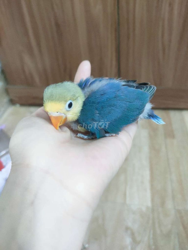 Chim cảnh Xanh vàng Khỏe mạnh. Mua bán Chim tại Quận Hai Bà Trưng Hà Nội được đăng bởi Shop chim cảnh hình 1