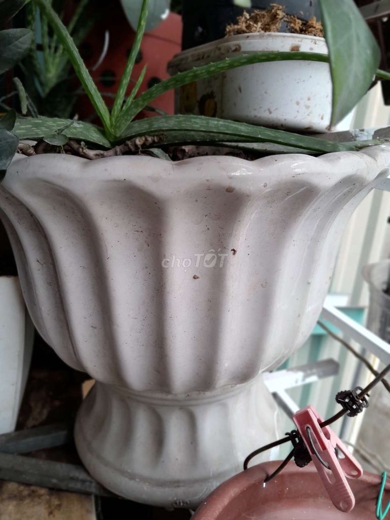 Thanh lí chậu cây cảnh sứ