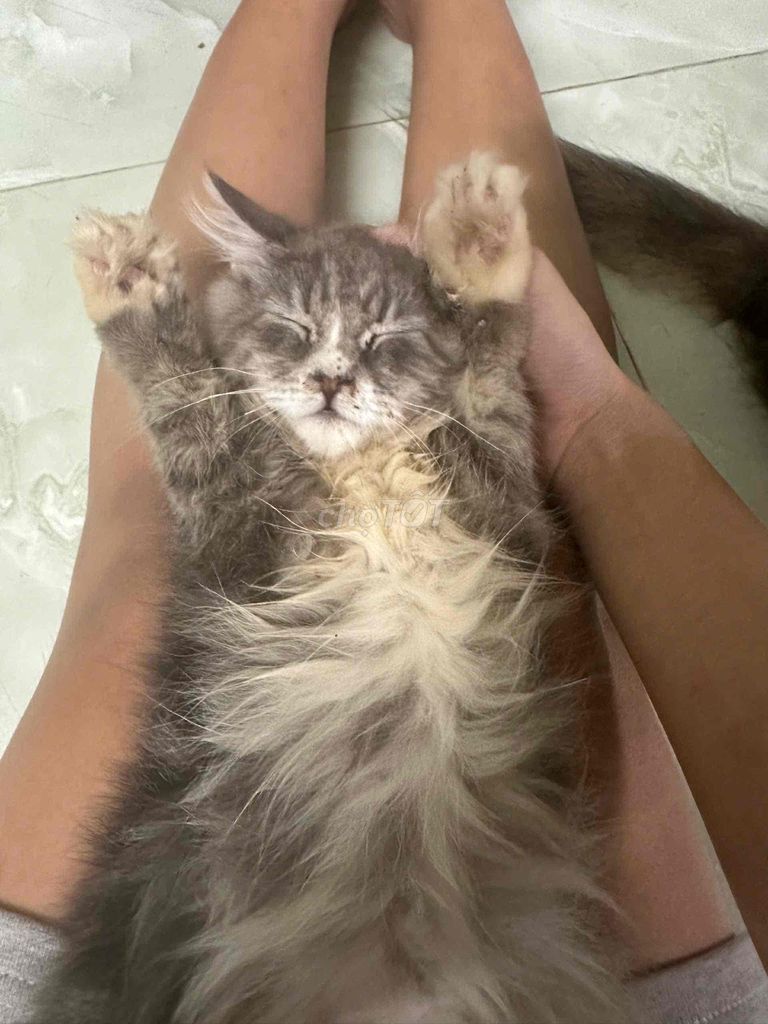 Mèo ALD Tabby nhà trồng form to