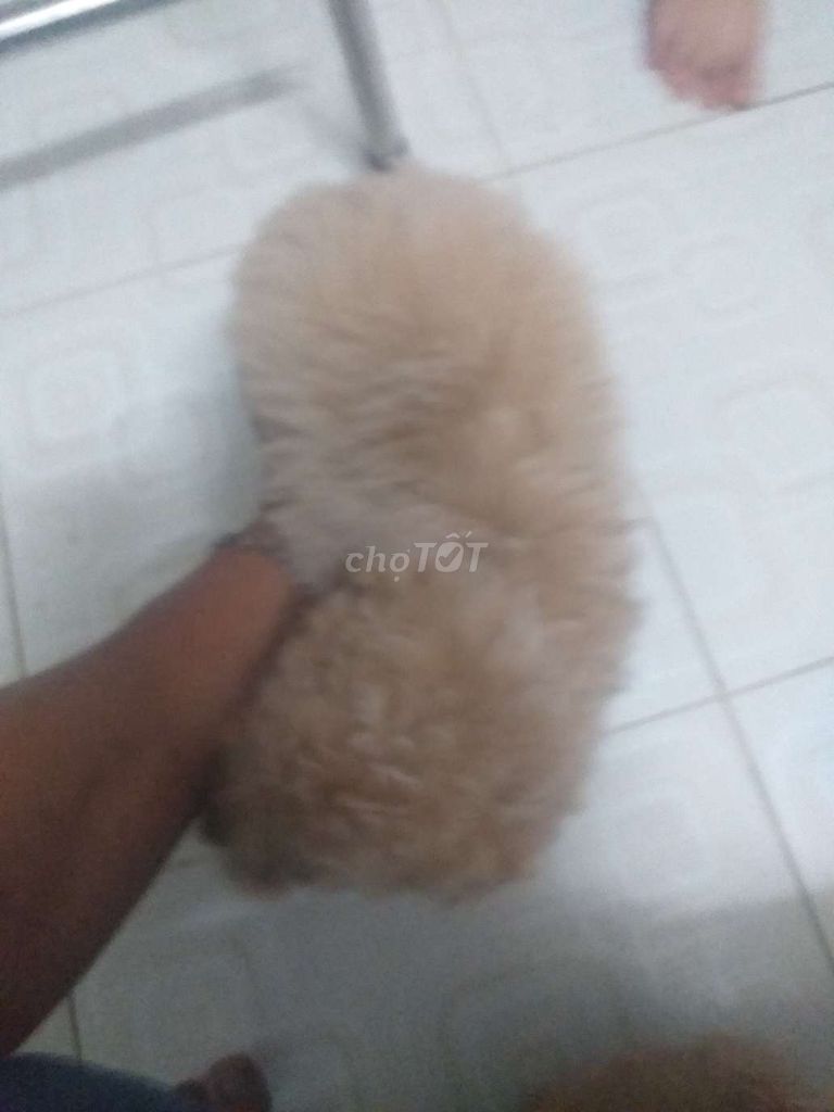 Cho poodle duôi 3 thang tươi