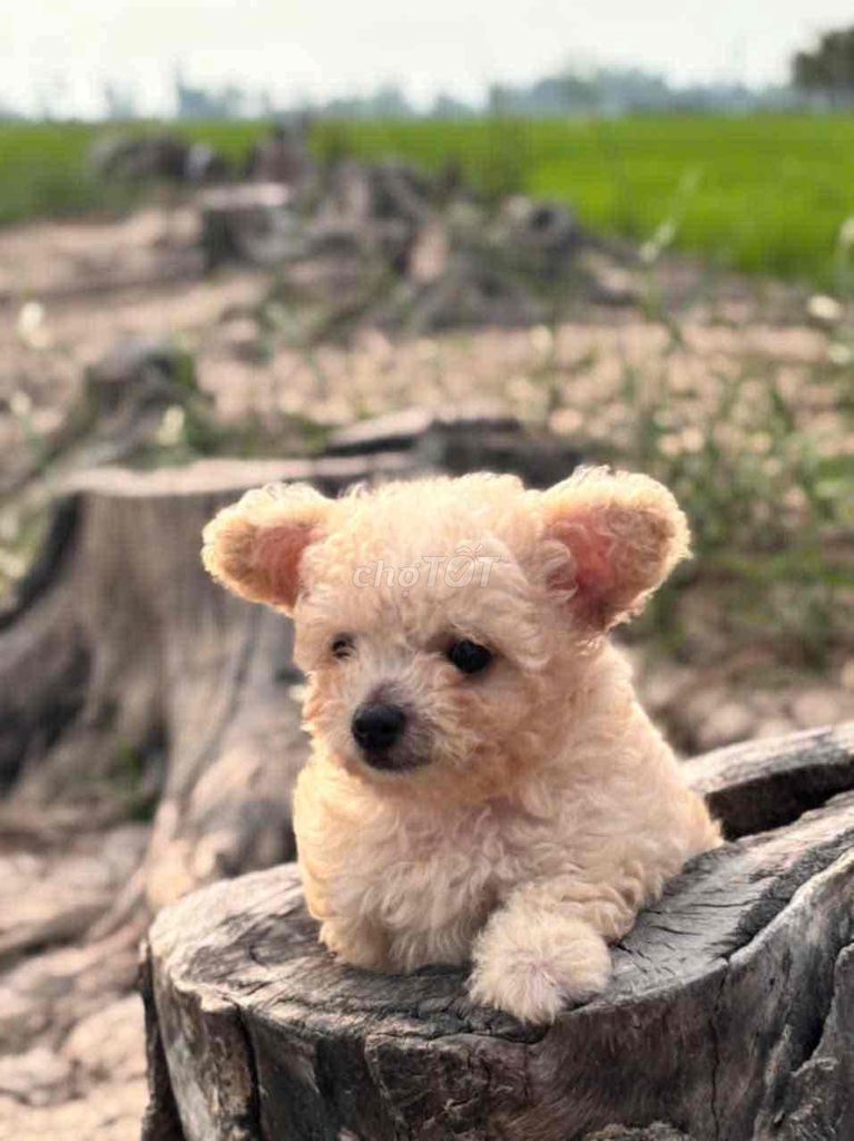 Chó Poodle Tea Cup cái. Mua bán Chó tại Quận Nam Từ Liêm Hà Nội được đăng bởi Tùng Nguyễn hình 1