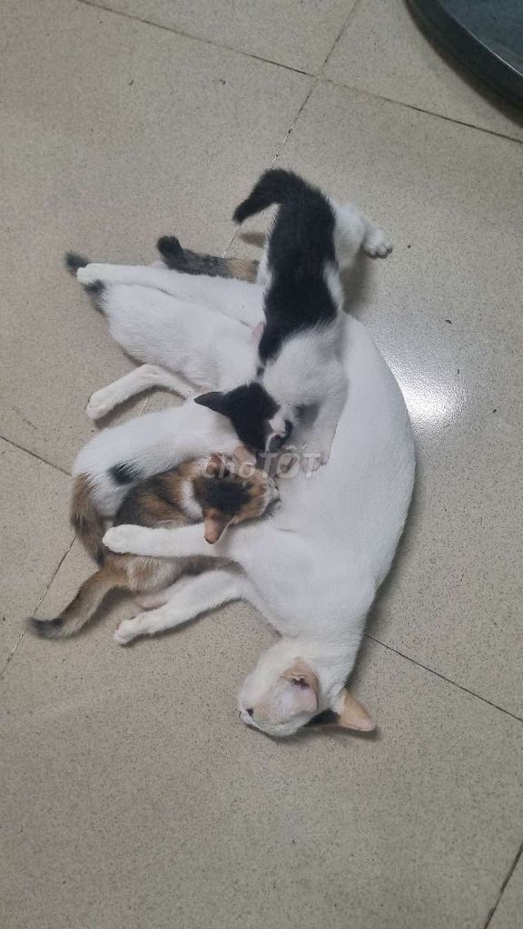 Mèo con tặng kèm pate. Mua bán Mèo tại Huyện Bình Chánh Tp Hồ Chí Minh được đăng bởi Minh Quân hình 1