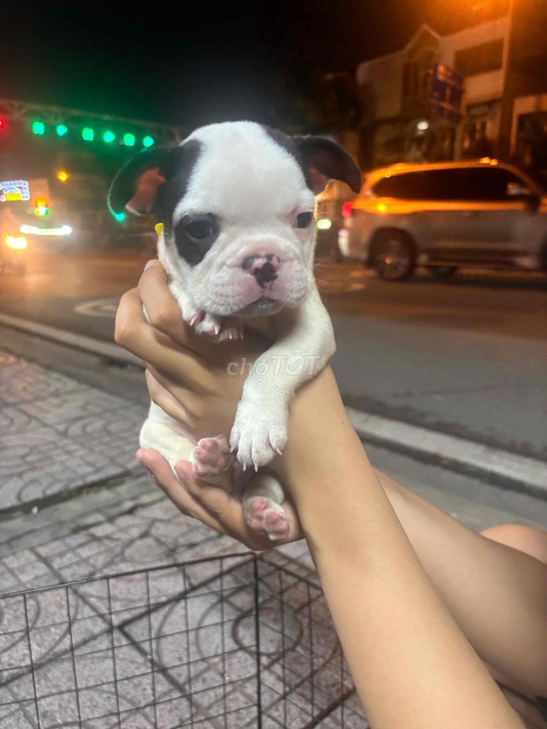 Chó Bull Pháp Đen trắng. Mua bán Chó tại Thành phố Thủ Đức Tp Hồ Chí Minh được đăng bởi Xuân Trúc hình 1