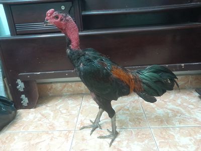 Gà đòn 3kg6 vỡ trạng đòn búa tạ xổ được 2 mặt. Mua bán Gà tại Quận Phú Nhuận Tp Hồ Chí Minh được đăng bởi An 