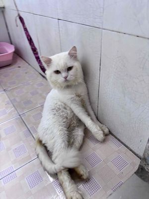 Mèo Xiêm đực Trắng