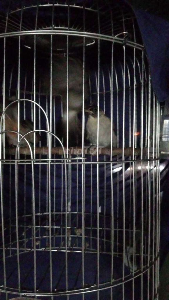 Chim chào mào trống mái 2 tháng đã tiêm. Mua bán Chim tại Quận Hoàng Mai Hà Nội được đăng bởi như thuật  hình 1