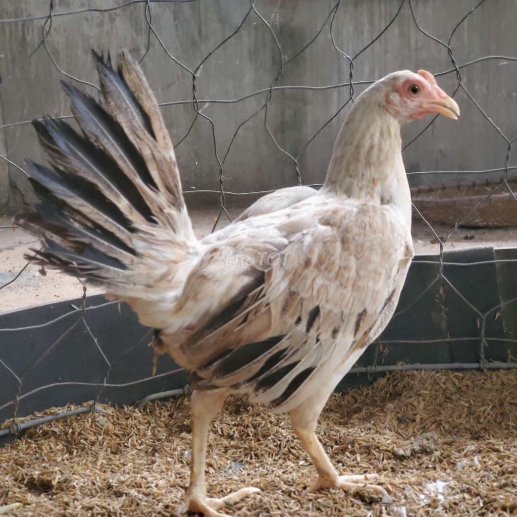 Mái tre rặc 1 máu 1k1. Mua bán Gà tại Huyện Phú Giáo Bình Dương được đăng bởi Chuyên Gà Hồ Tiến Vua hình 3