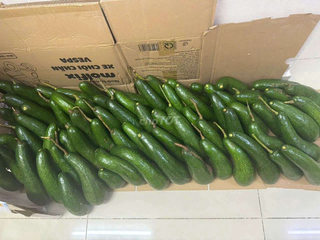 Bơ vườn 034 bảo lộc. Mua bán Đồ ăn, thực phẩm và các loại khác tại Thành phố Thủ Đức Tp Hồ Chí Minh được đăng bởi THung hình 1