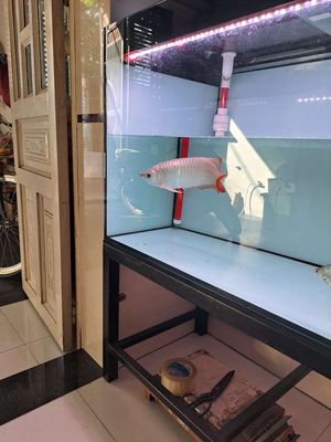 Cần bán cá rồng. Mua bán Thú cưng khác tại Quận 12 Tp Hồ Chí Minh được đăng bởi Nguyễn An Thái