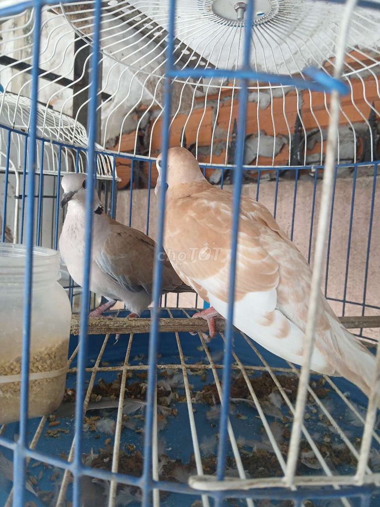 Chim bồ câu Lai Thái Nâu nhạt pha trắng Khỏe mạnh. Mua bán Chim tại Quận Bình Thuỷ Cần Thơ được đăng bởi bước hình 1