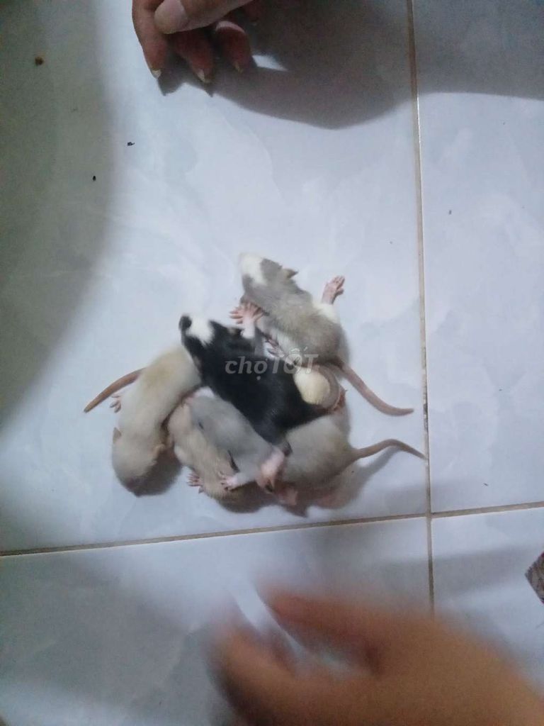 Chuột Rat giá rẻ