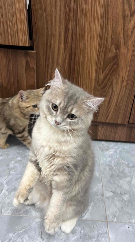 Mèo anh lông dài siêu đẹp siêu quấn siêu dễ thương