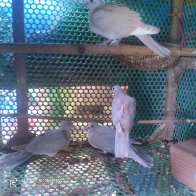 Cu gáy pháp. Mua bán Chim tại Thị xã Tân Uyên Bình Dương được đăng bởi đặng công hoà