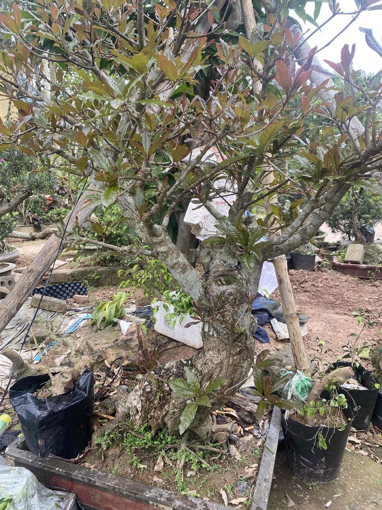 cây lộc vừng bin sai. Mua bán Cây cảnh, đồ trang trí tại Huyện Vũ Thư Thái Bình được đăng bởi Quý hình 1