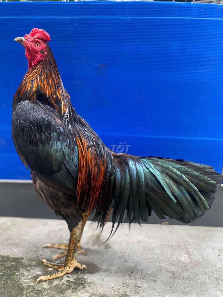 Gà Việt rặc
