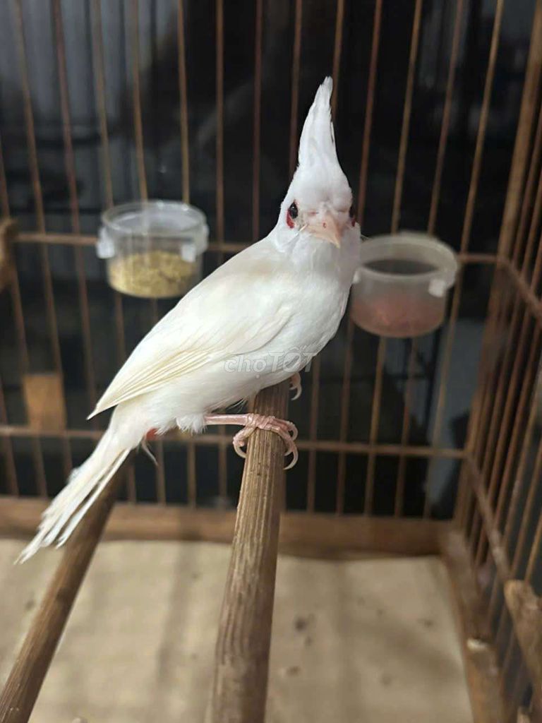 Chim chào mào trống 4 tháng màu Trắng. Mua bán Chim tại Quận Gò Vấp Tp Hồ Chí Minh được đăng bởi Bình Trọng hình 1