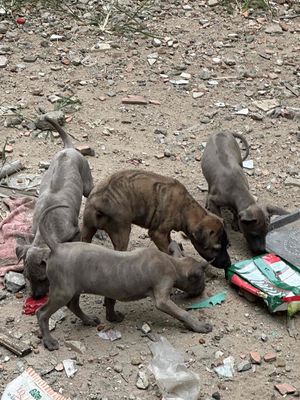 Phú quốc vện lửa lưỡi đen