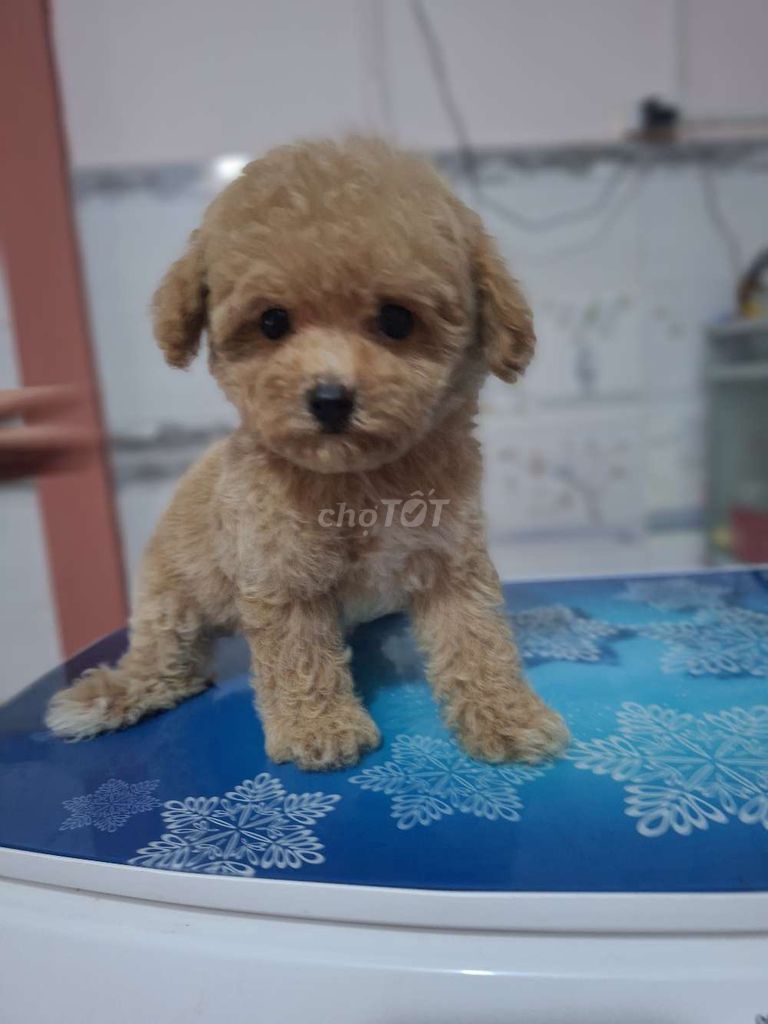 Chó Poodle Tiny Cái màu Mơ. Mua bán Chó tại Huyện Châu Thành Bến Tre được đăng bởi Đậu Đậu hình 1