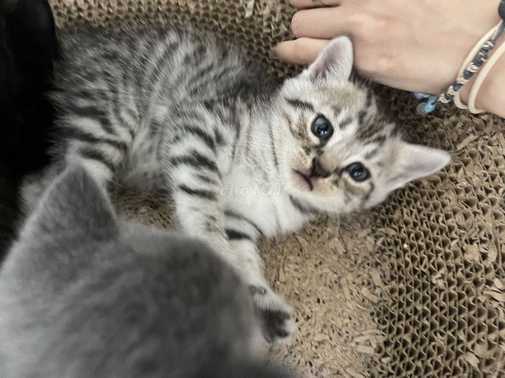 Mèo Anh lông ngắn Tabby. Mua bán Mèo tại Thành phố Trà Vinh Trà Vinh được đăng bởi Phowr Bof hình 1