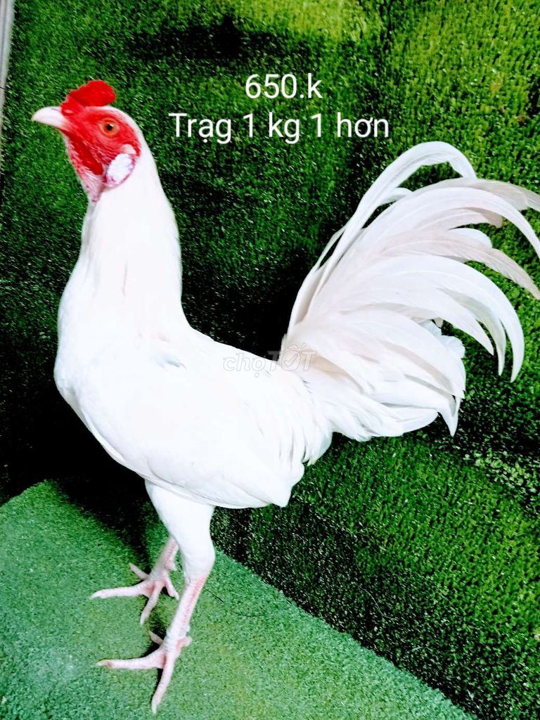 Bướn tơ zin trạng 1 kg 1 hơn