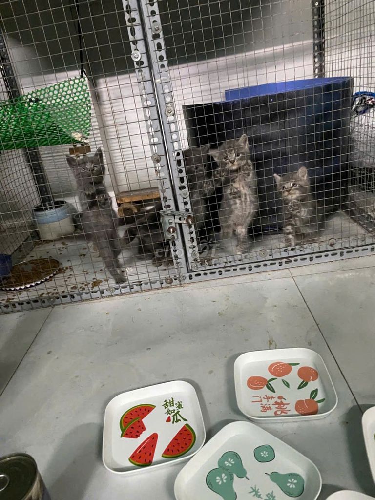 Mèo MaineCoon lai. Mua bán Mèo tại Huyện Hóc Môn Tp Hồ Chí Minh được đăng bởi Quy Le hình 6