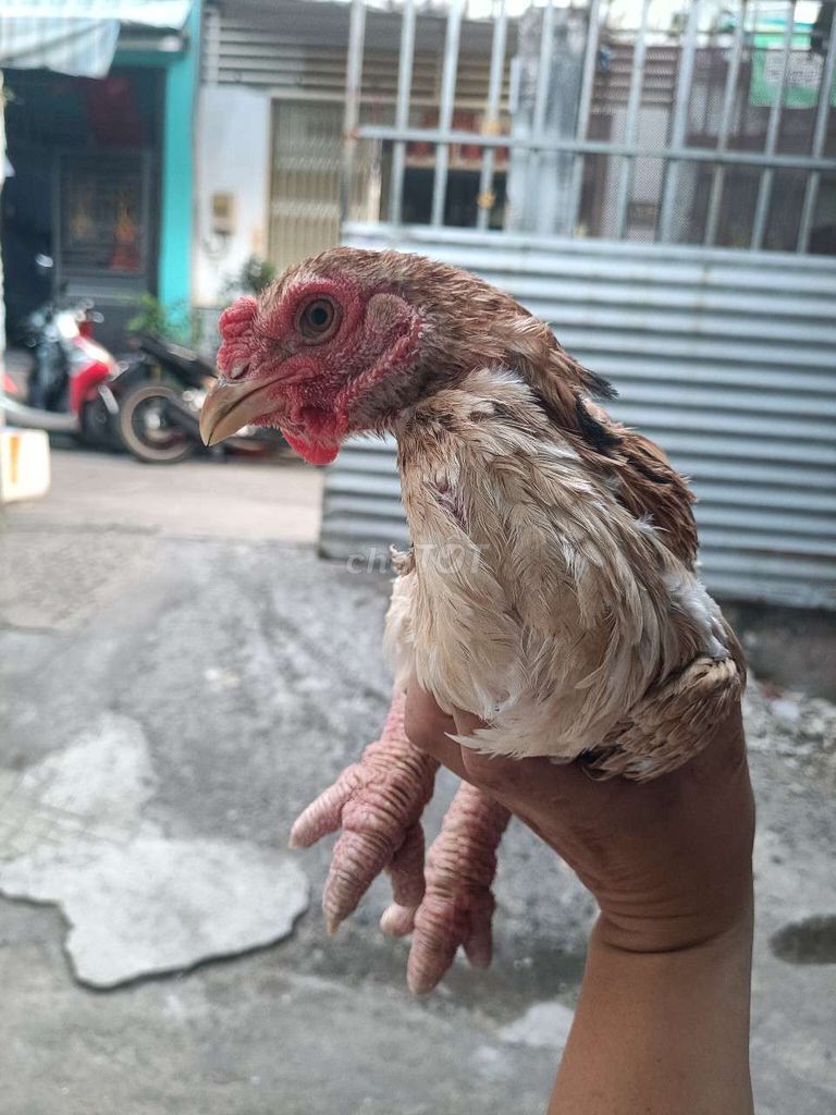 Gà Lai Đông Tảo Mái tơ 5-6 tháng. Mua bán Gà tại Quận Bình Tân Tp Hồ Chí Minh được đăng bởi Kem Béo hình 1