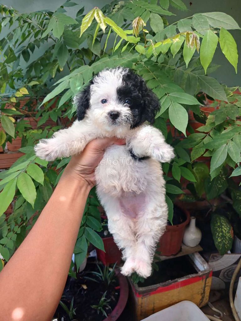 Poodle nhà đẻ Màu Bò sữa mini đáng yêu