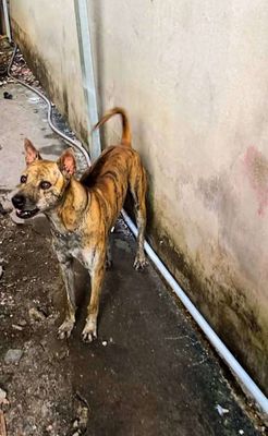 Chó Phú Quốc đực cái phả Trum