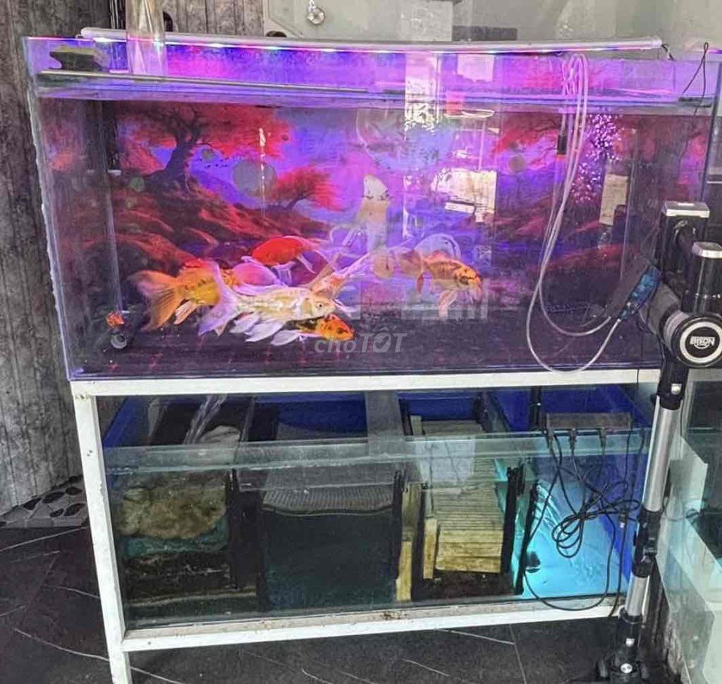 Hồ kính 8li. Mua bán Phụ kiện, Thức ăn, Dịch vụ tại Huyện Hòa Vang Đà Nẵng được đăng bởi lê tất hân hình 1